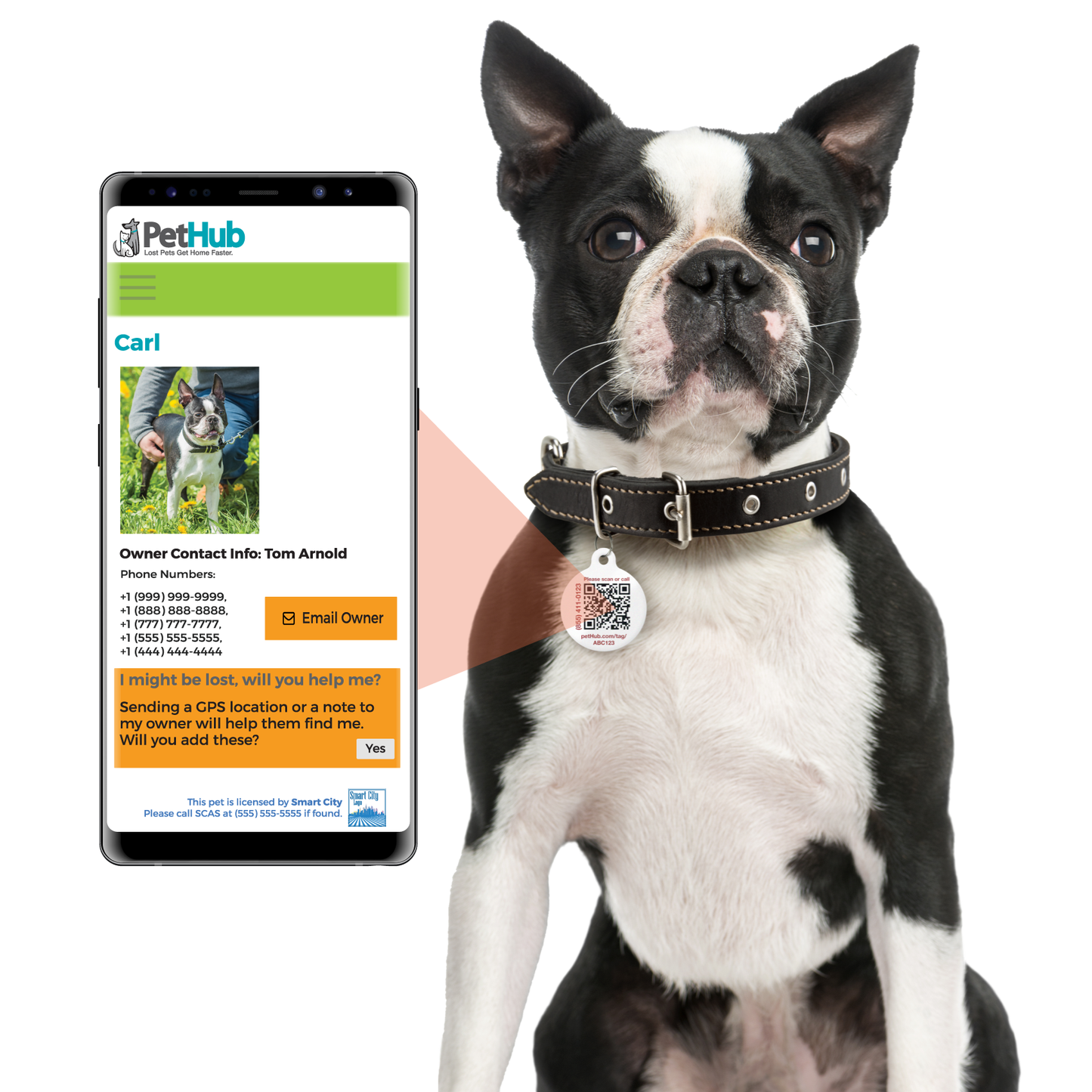 Boston Terrier with a black collar and tag, next to a smartphone displaying pet contact info.
