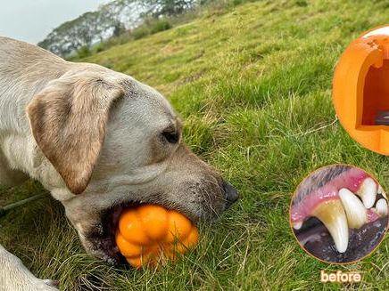 Dog Rope Fetch Exercise Toy – Indestructible Tug & Fetch Toy for Aggressive Chewers