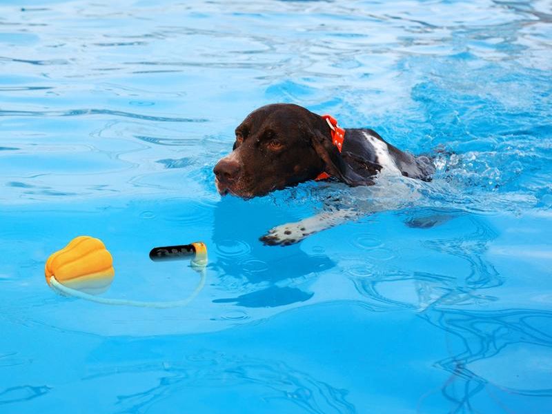 Dog Rope Fetch Exercise Toy – Indestructible Tug & Fetch Toy for Aggressive Chewers