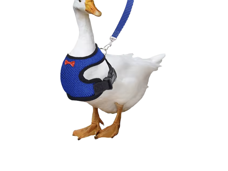 Adjustable Chicken Harness Leash – Safe, Stylish & Comfortable