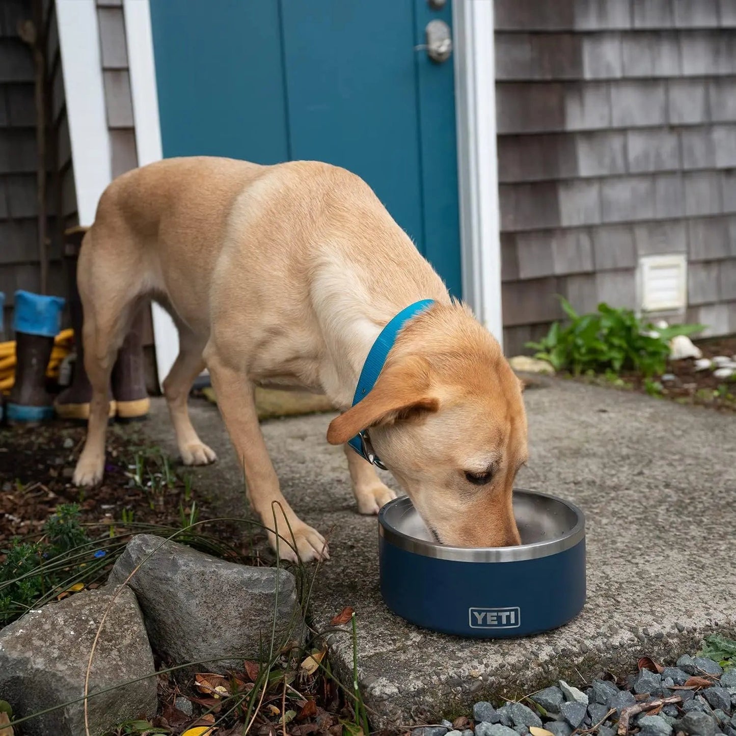 Yellow dog with blue collar drinks from a blue bowl on a concrete path near a blue door.