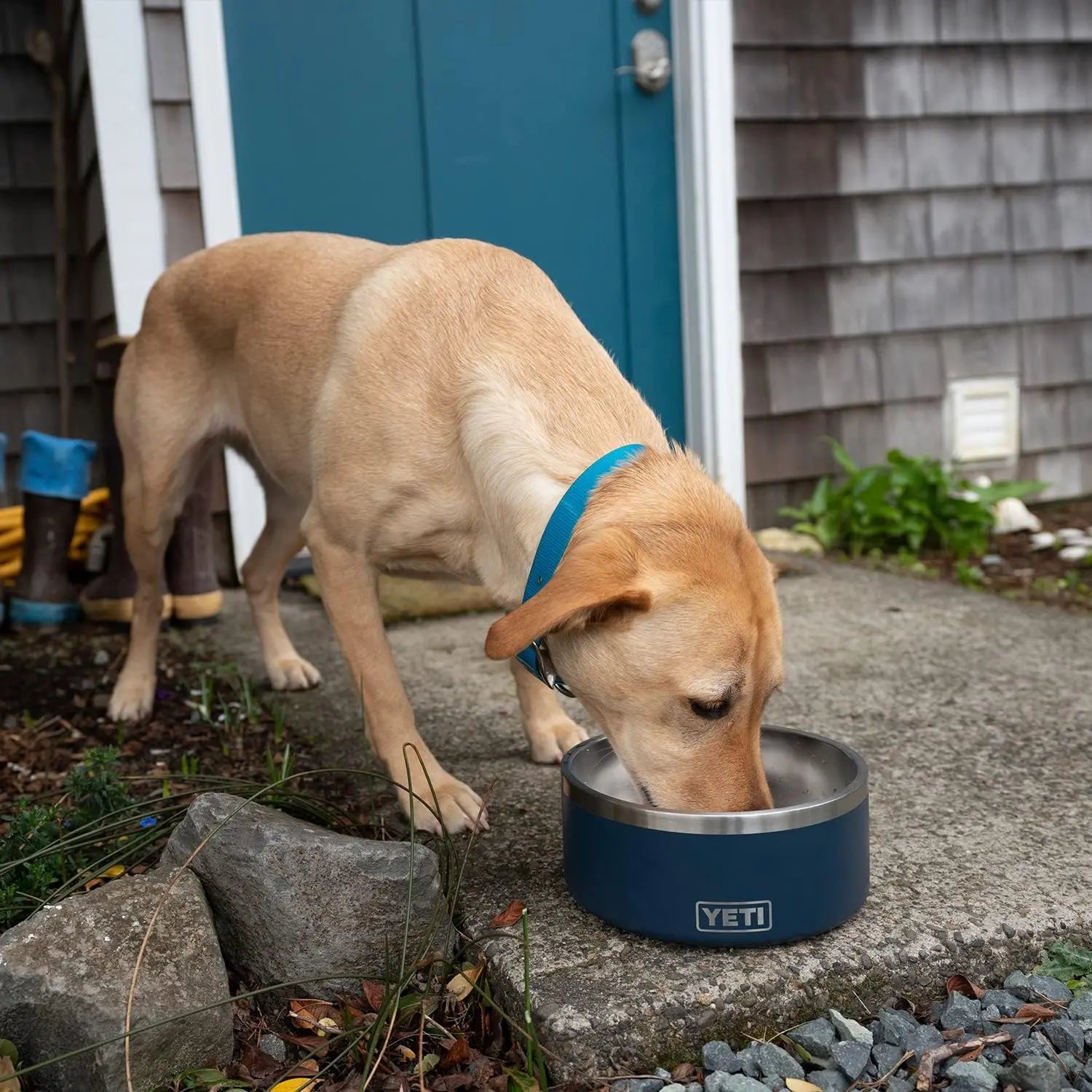 Yellow dog with blue collar drinks from a blue bowl on a concrete path near a blue door.