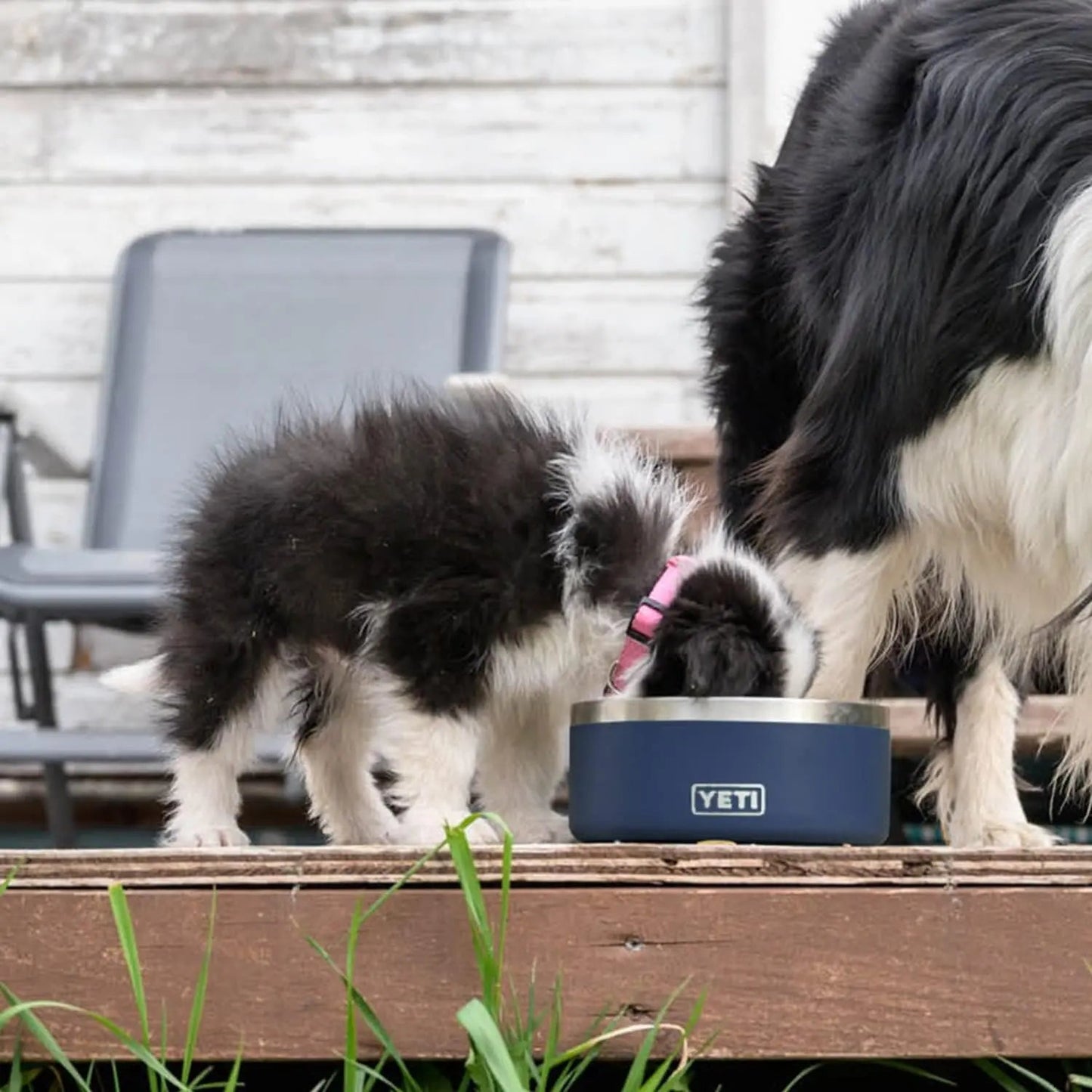Two black and white dogs drinking from a blue Yeti bowl on a wooden deck with grass in front.