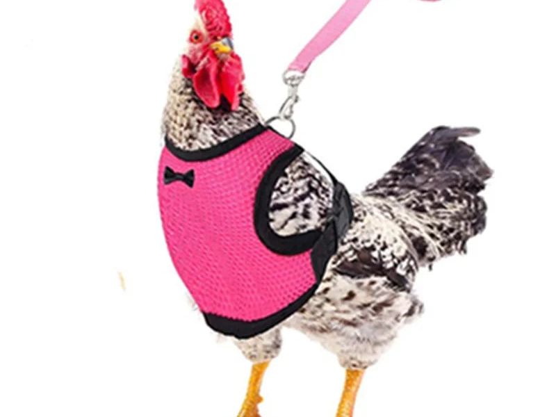 Adjustable Chicken Harness Leash Comfortable and Breathable Small Size Hen Pet Vest for Chicken Duck Goose Training Walking