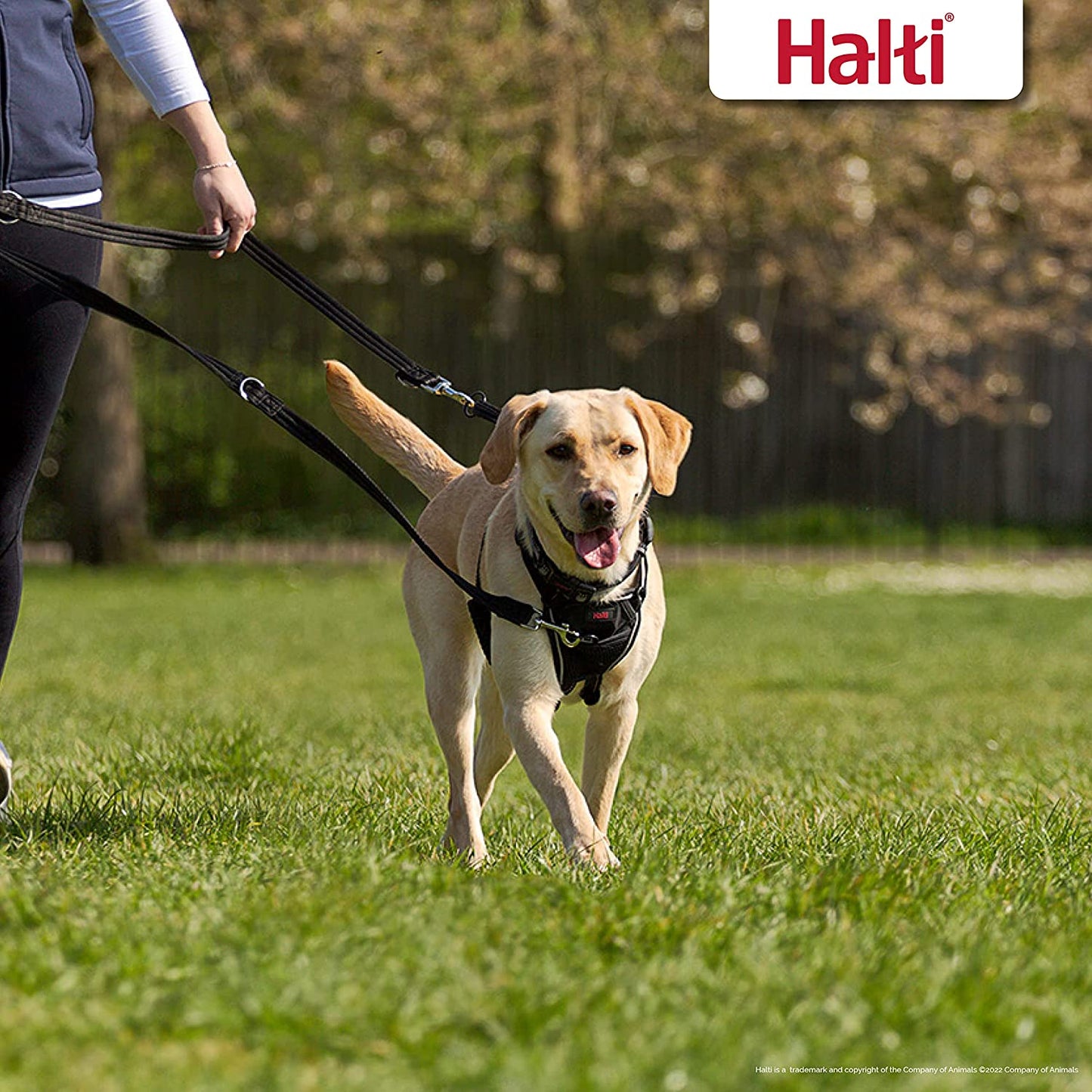 Multifunctional Double-Ended Training Leash for Dogs - Lightweight, Soft, and Durable Anti-Pulling Solution for Medium to Large Dogs and Puppies (Size Large, Black, 2M)
