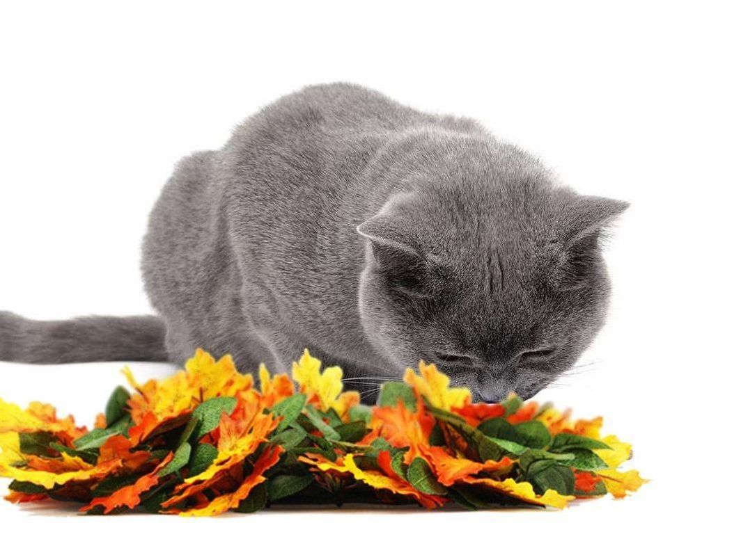Pet Jungle Feeding Mat Washable Pet Sniffing Blanket