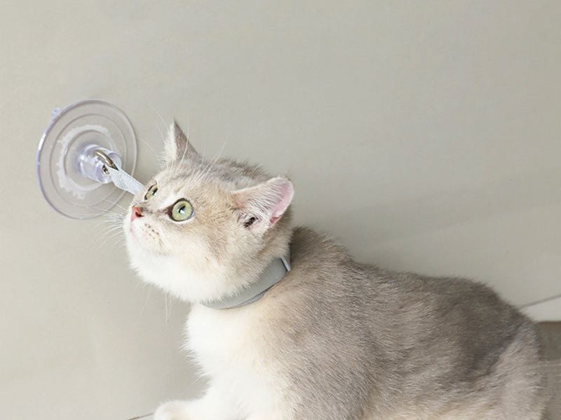 Cats Collar Bathing Fixed Suction Cup Puppy Bath Neck Collars Accessories Professional Kittens Necklaces Portable Pet Products