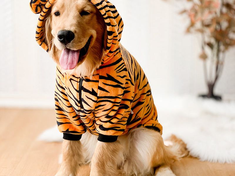 Pet Dog Golden Retriever Clothes Tiger Pet Costume