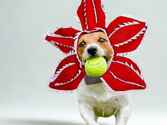 Halloween Chomper Pet Costume – Funny Monster-Themed Headdress
