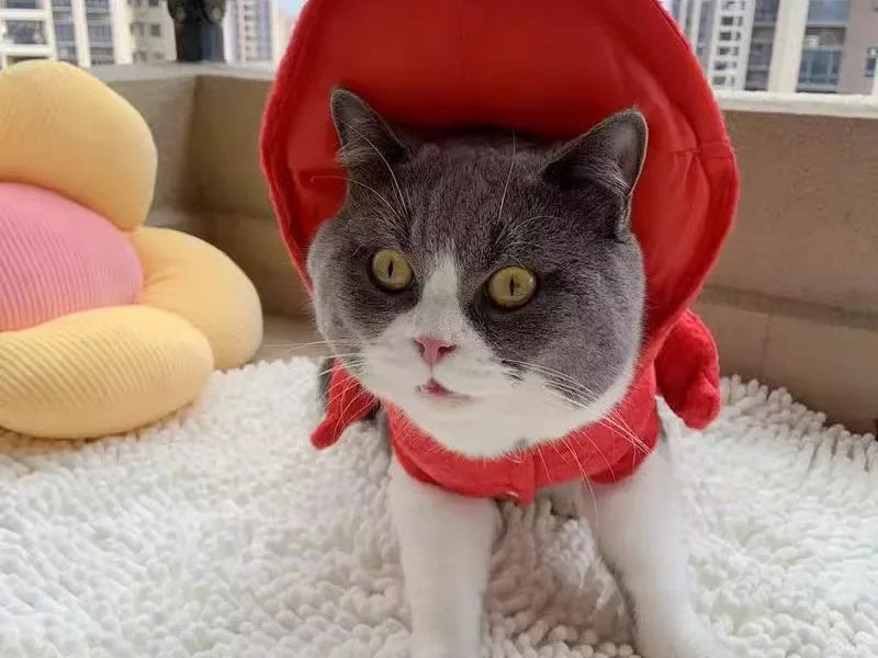 Pet Lobster Clothes Dog Cat Funny Costume Unique Suit for Dogs Dress up Supplies