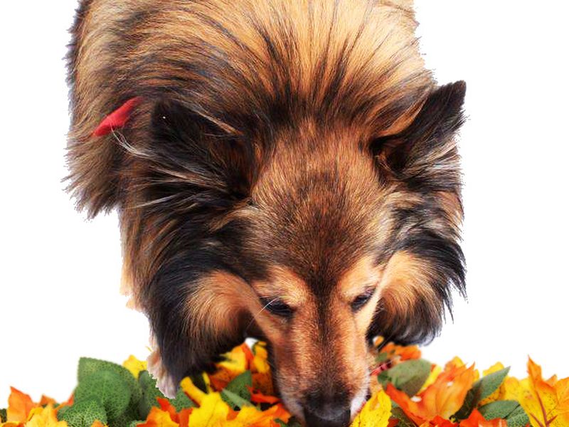 Pet Jungle Feeding Mat Washable Pet Sniffing Blanket