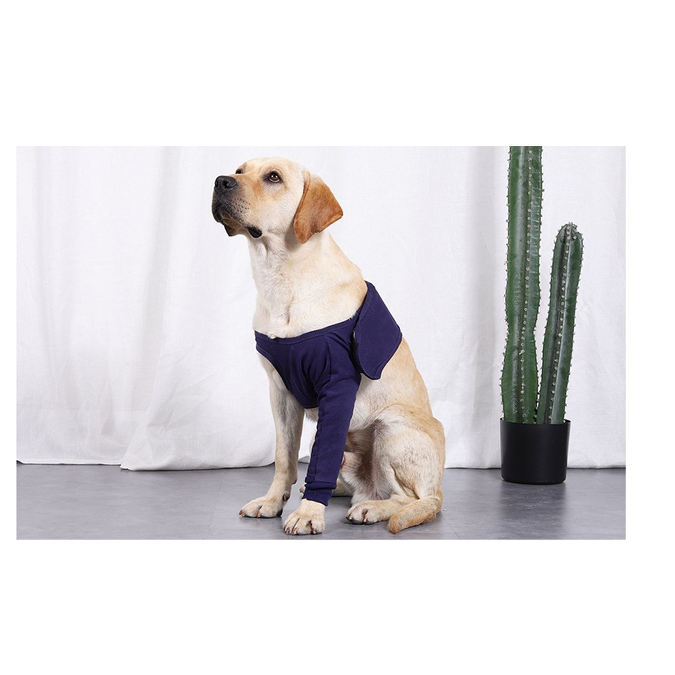 New Anti-Licking Sleeve for Postoperative Recovery of Dog Legs Pet