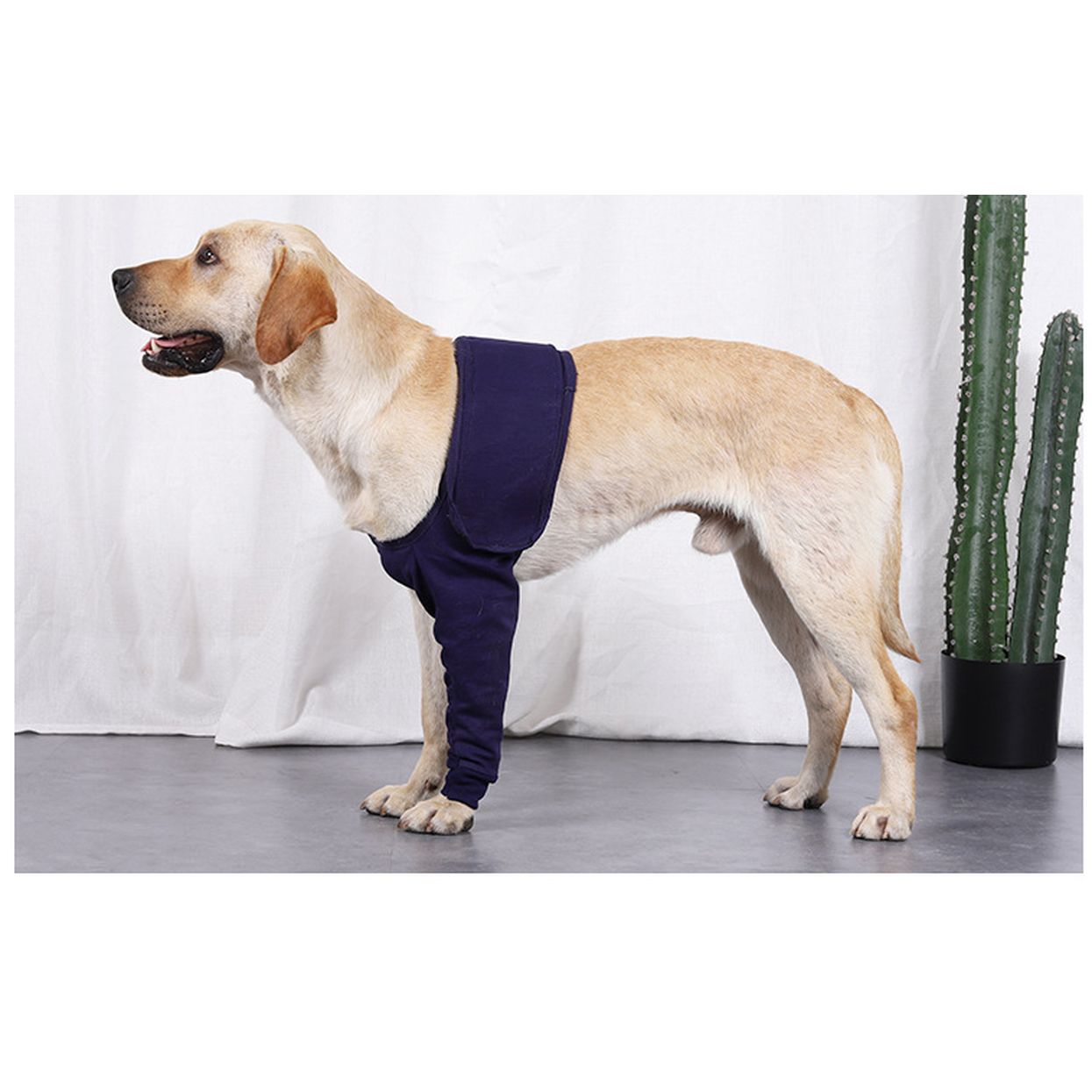 New Anti-Licking Sleeve for Postoperative Recovery of Dog Legs Pet