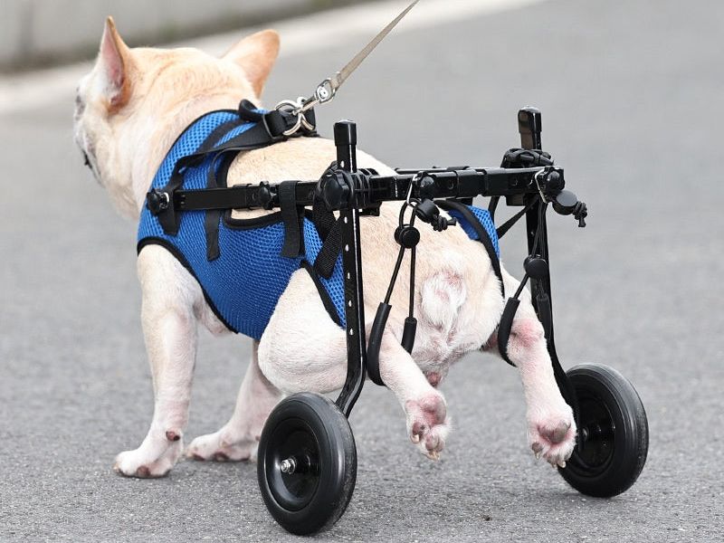 Pet Disabled Dog Wheelchair Scooter