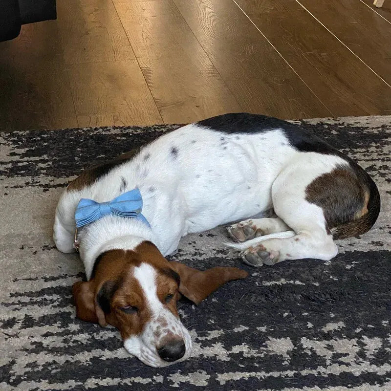 Brown and white dog with blue bow tie sleeping on a patterned rug, wooden floor in background.