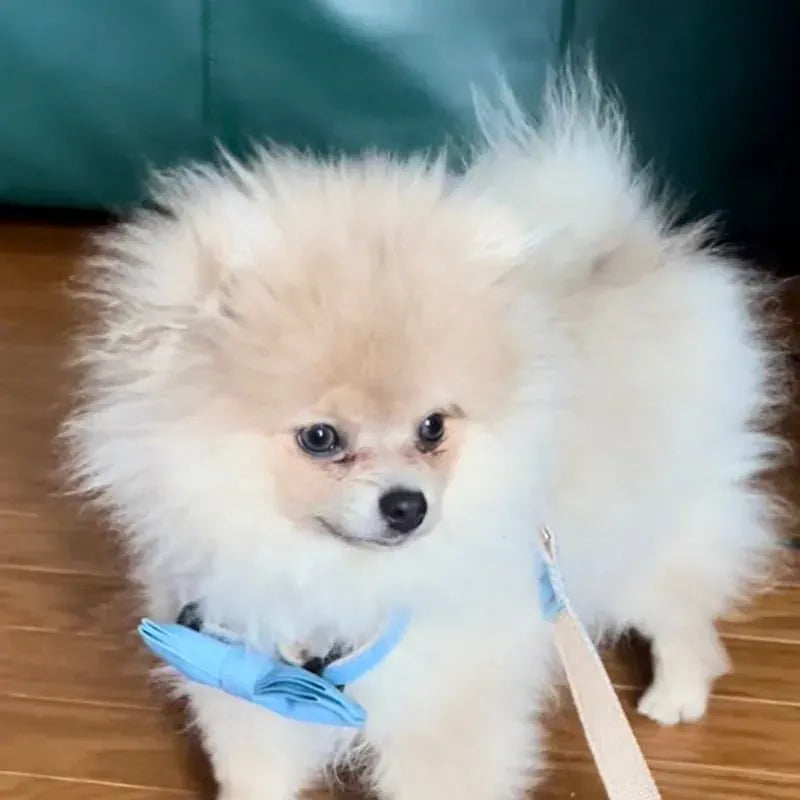 Fluffy white Pomeranian with a blue bow tie on a wooden floor, green background.