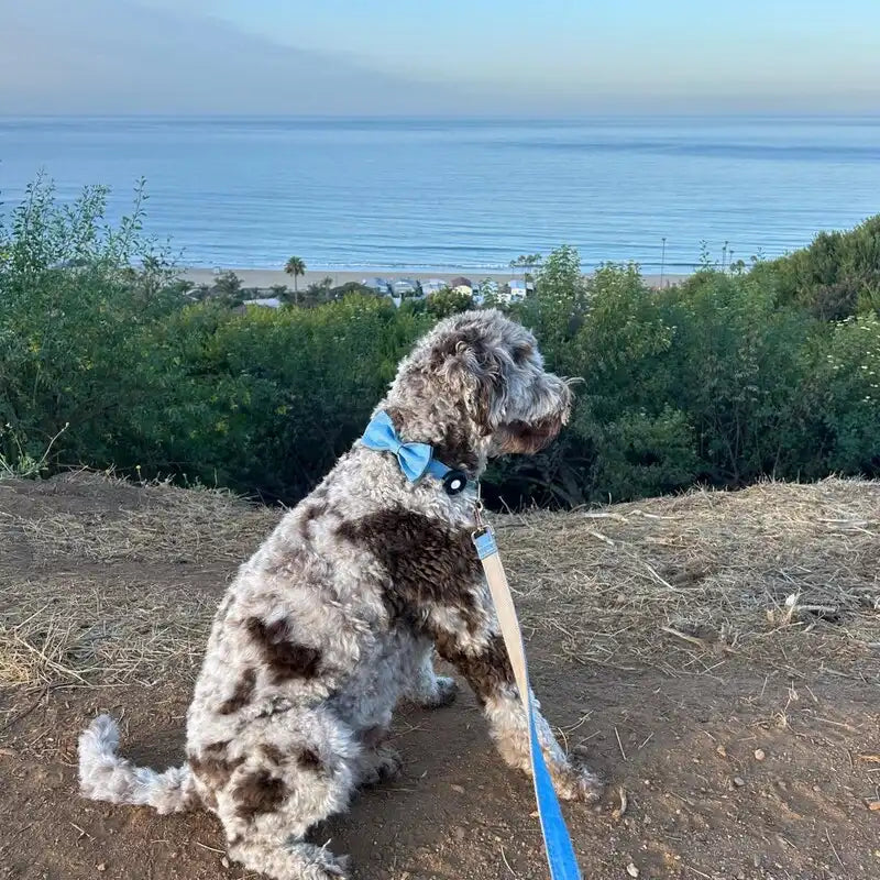 Spotted dog with a blue bowtie sits on a dirt path overlooking the ocean and greenery.