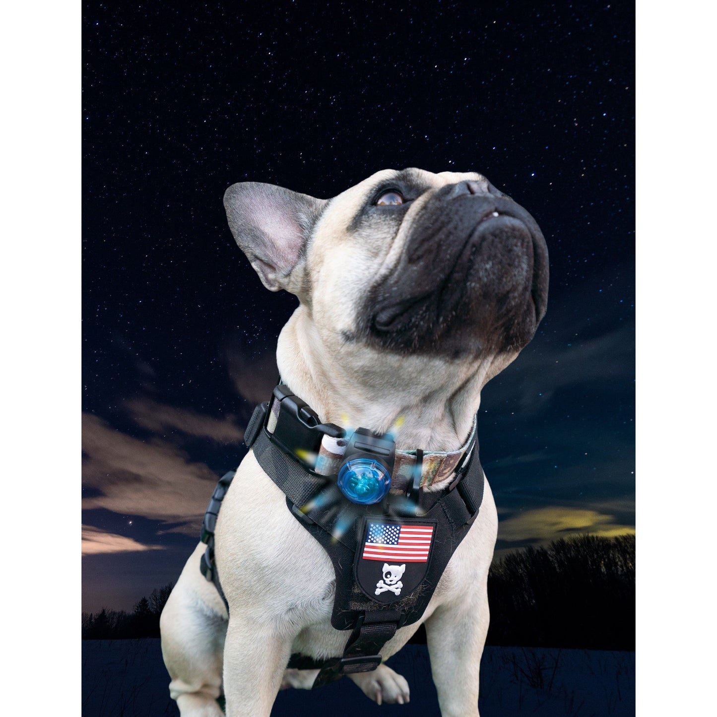 French bulldog in a harness with patches, under a starry night sky.