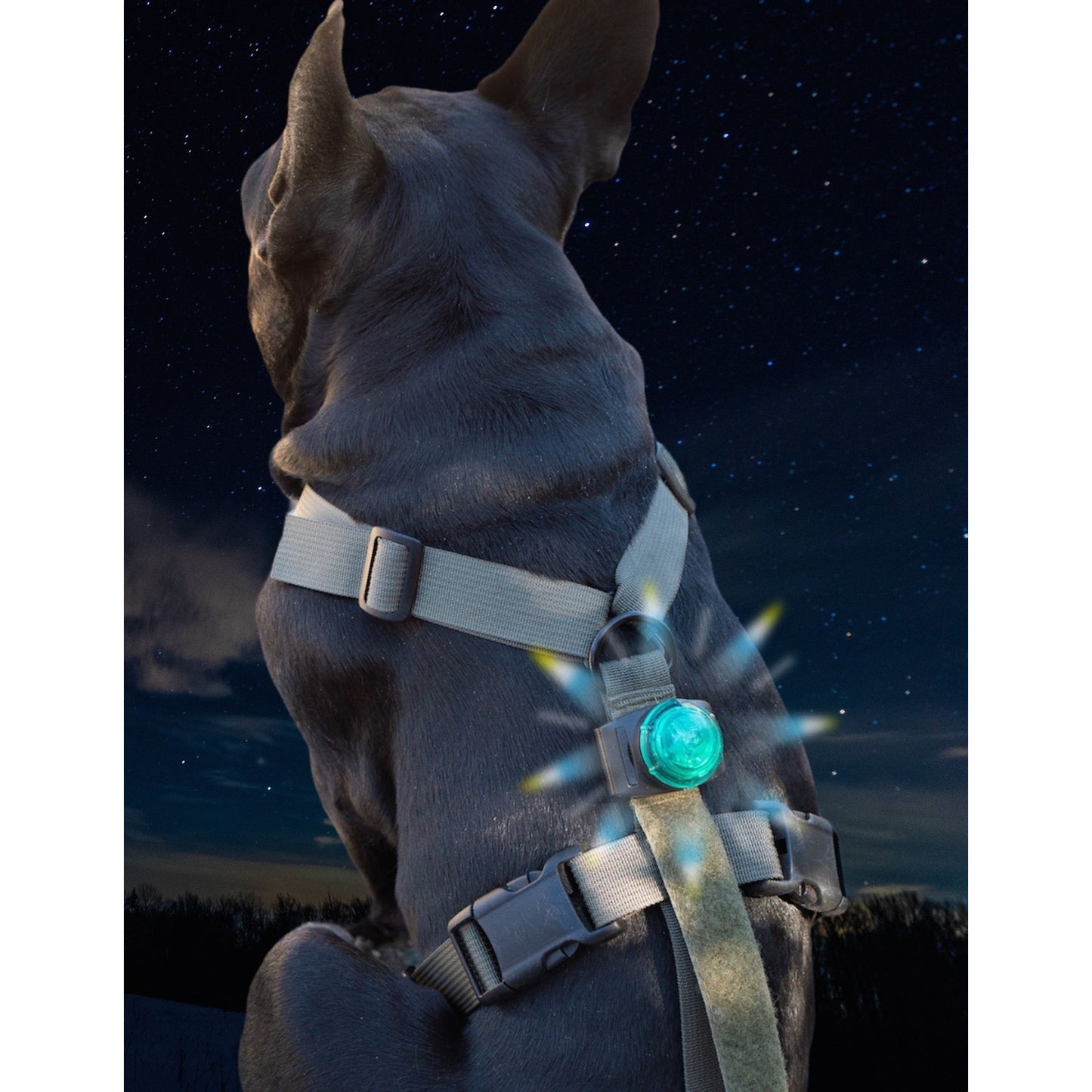 Dog with a harness and glowing blue light on its back, under a starry night sky.