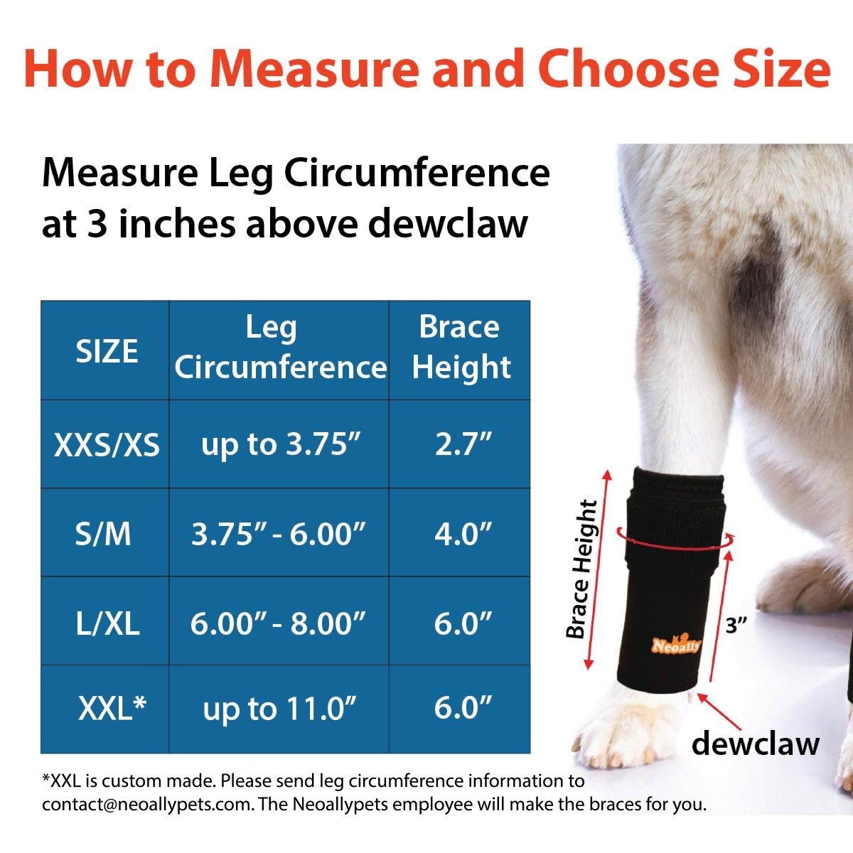 Guide on measuring pet leg circumference for brace sizing, with a table and dog leg illustration.