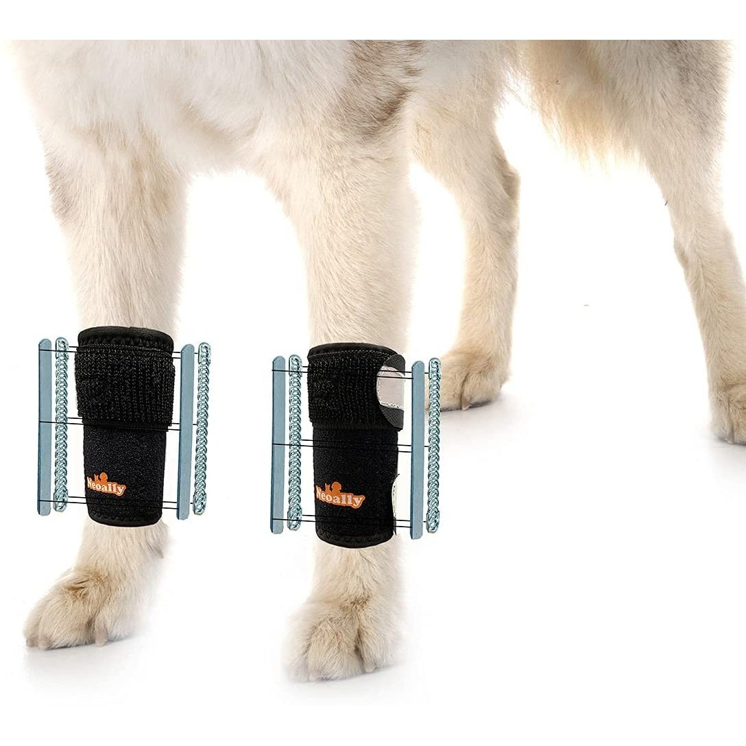 Dog wearing black leg braces with orange logo, standing on a white background.