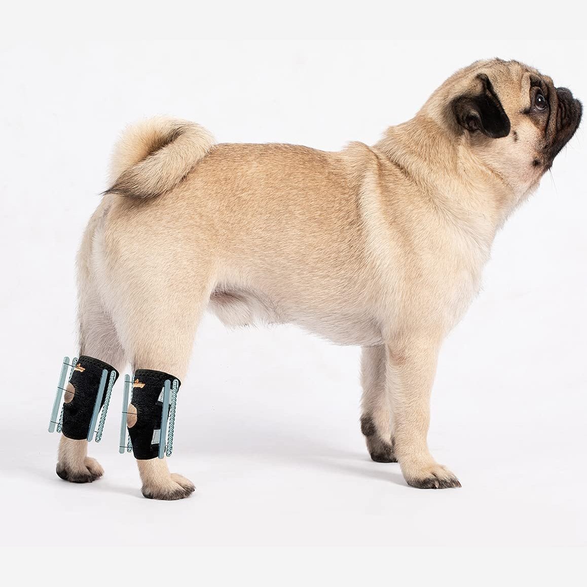 Pug with beige fur wearing black leg braces on hind legs, standing on a white background.