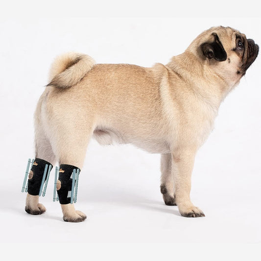 Pug with beige fur wearing black leg braces on hind legs, standing on a white background.