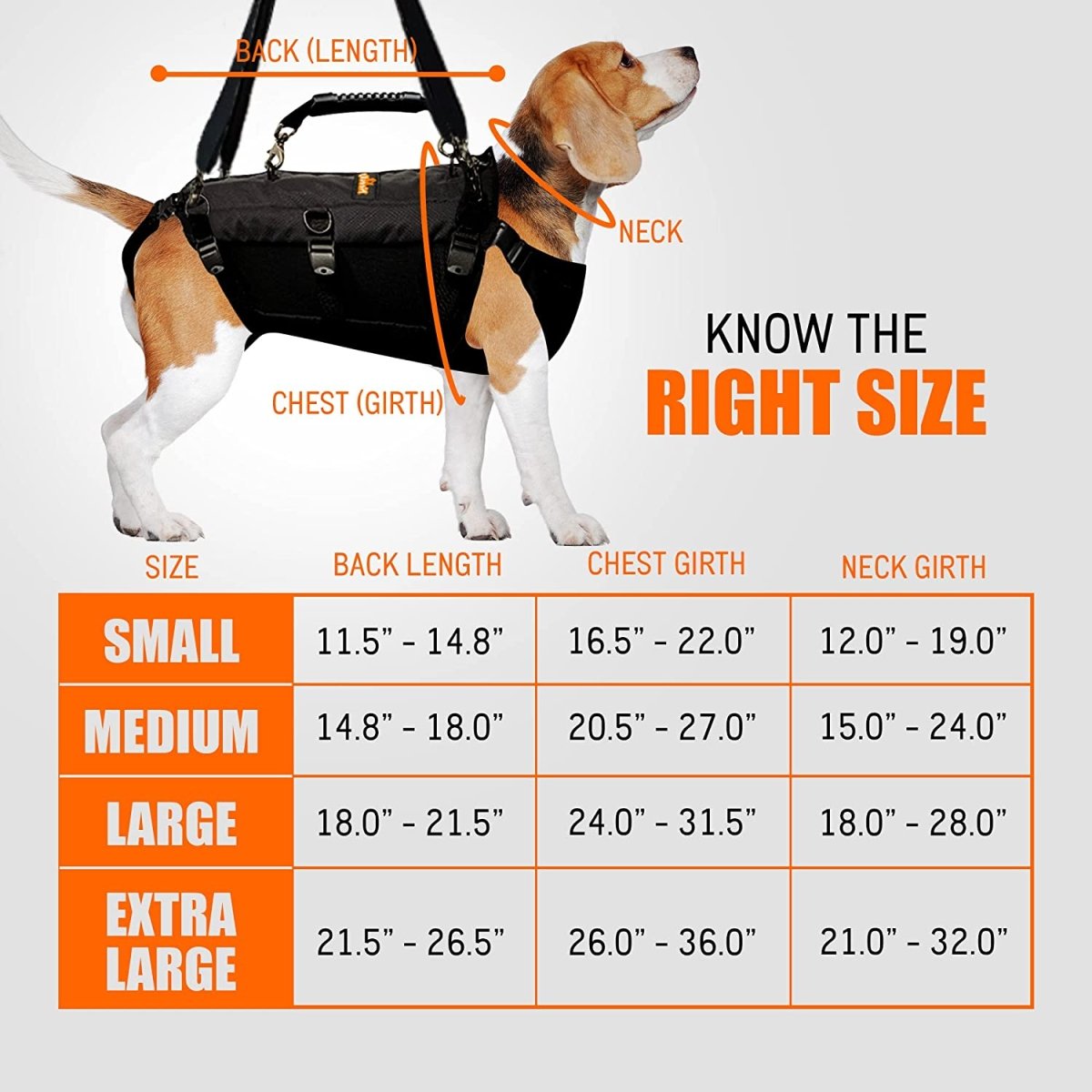 Beagle in a black harness with size chart for back, chest, and neck measurements in orange text.