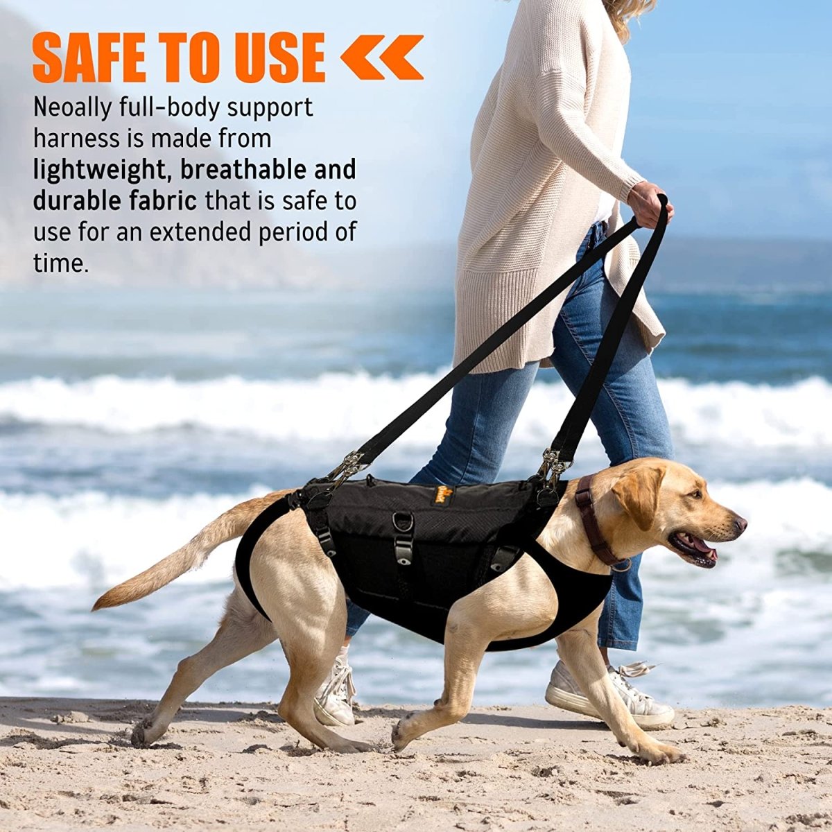 Woman walking a dog on a beach, dog wearing a black support harness, ocean waves in background.
