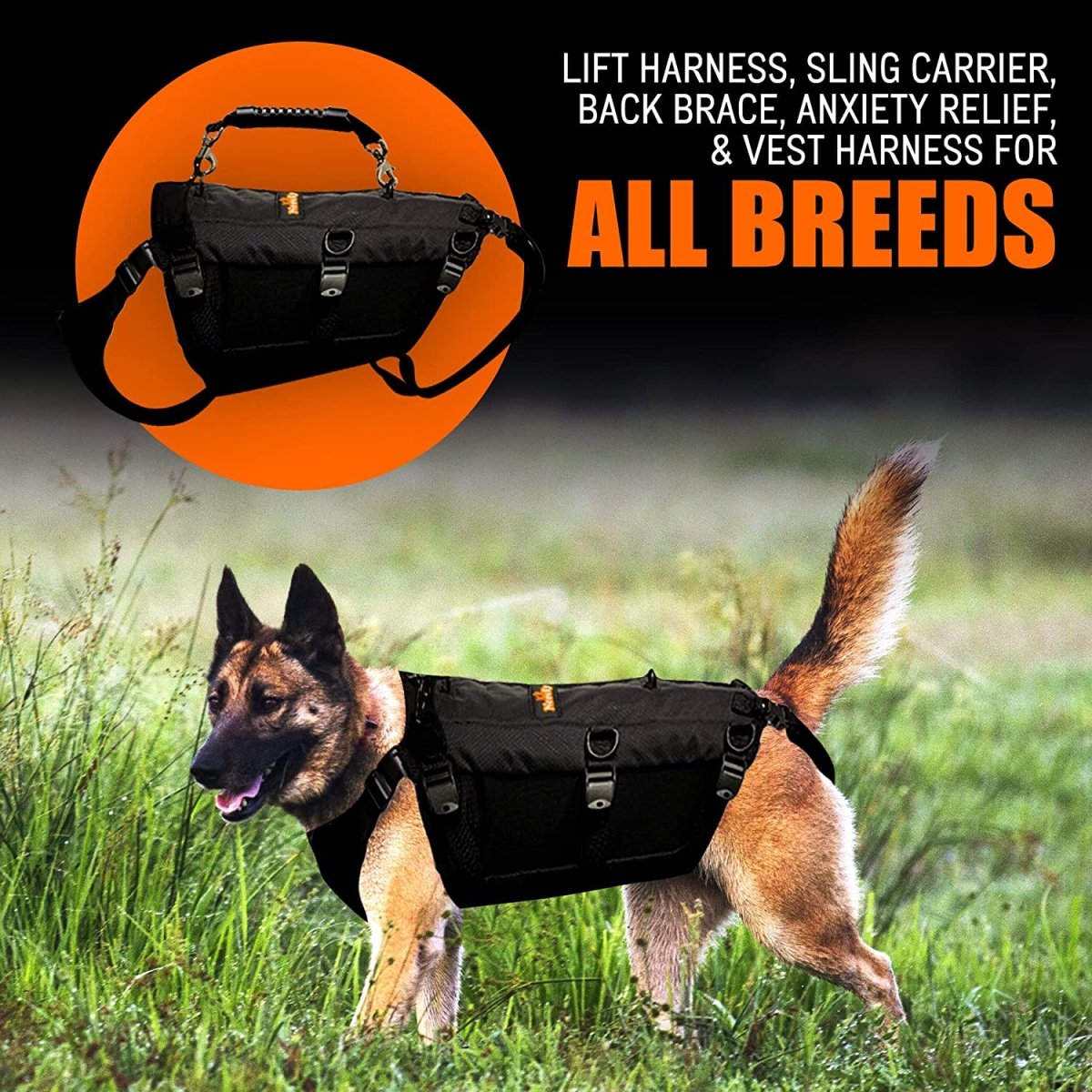 Dog wearing a black harness in a grassy field; harness shown close-up with orange background.