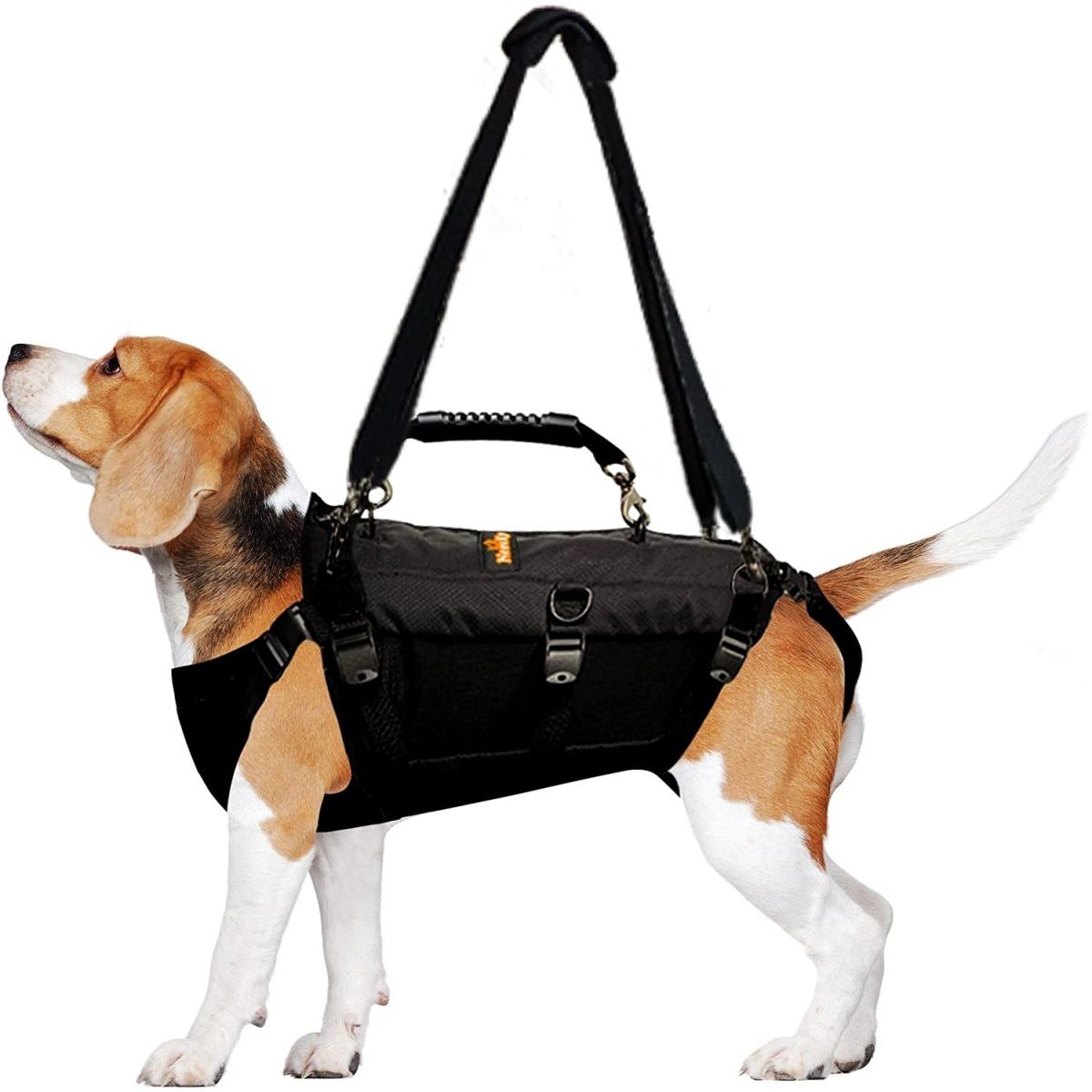 Beagle in a black harness with a handle and strap, standing alertly on a white background.