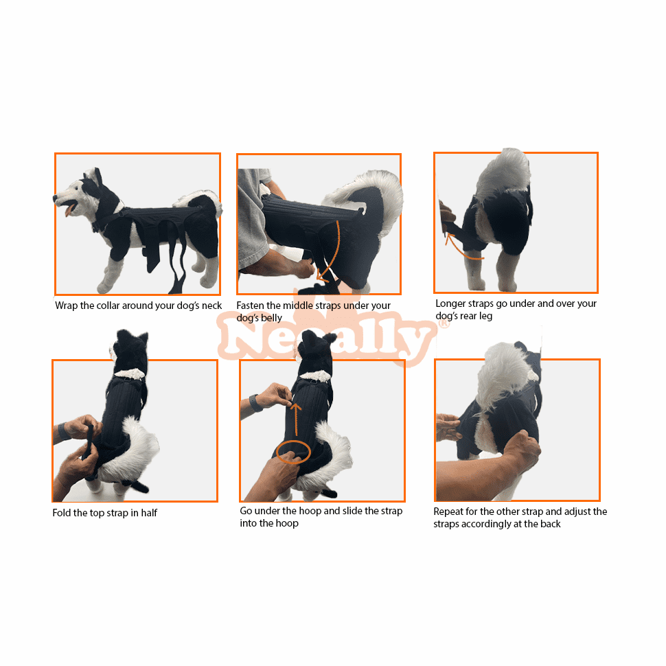 Six-step guide showing a dog harness being fitted on a black and white dog.