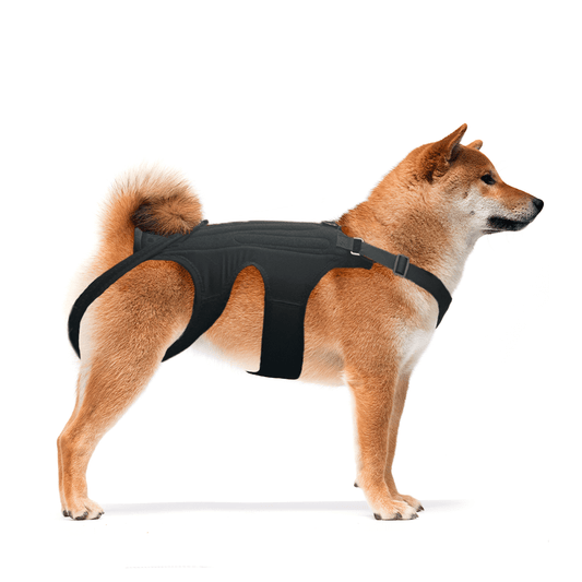 Shiba Inu wearing a black harness, standing on a white background.