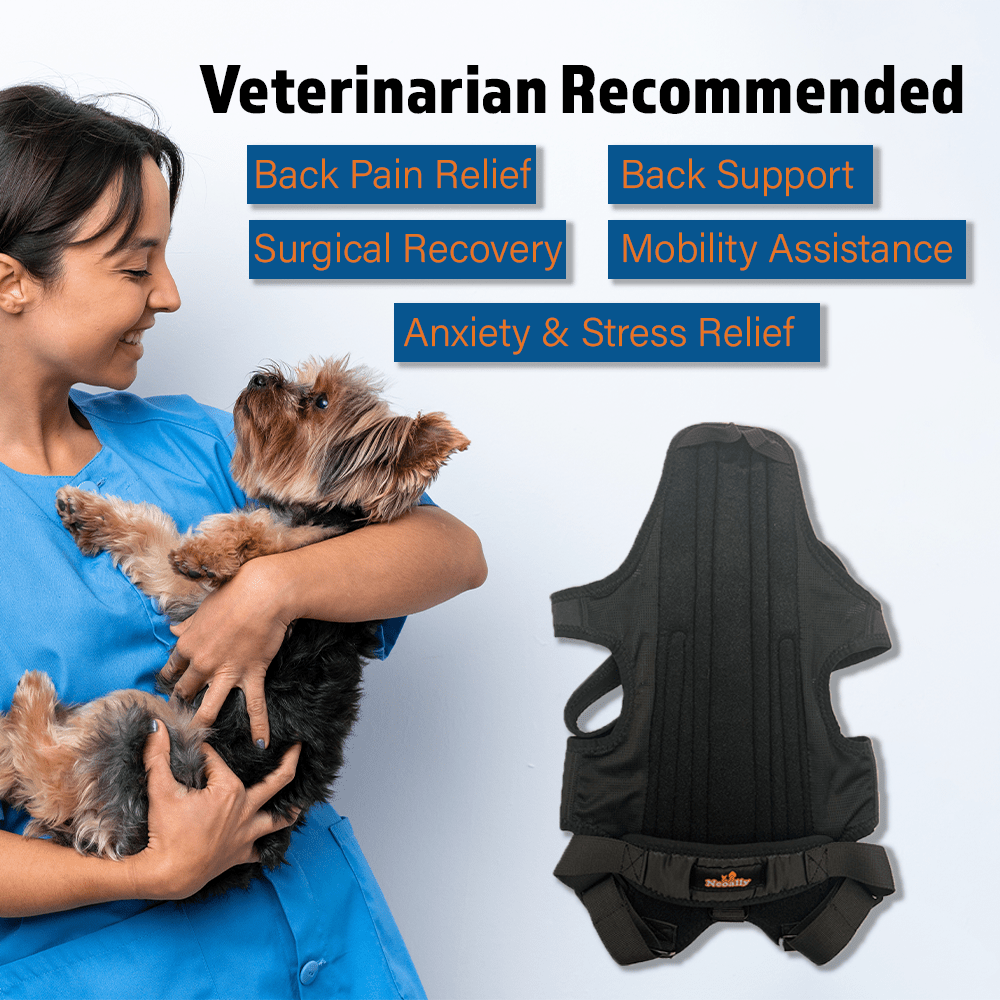 Veterinarian holding a small dog, with a black pet harness and benefits listed in blue boxes.