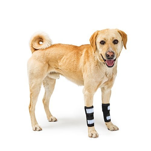 Tan dog with black and white leg braces, standing on a white background, looking forward.