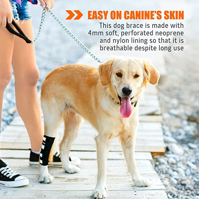 Golden retriever with a black leg brace on a boardwalk, held by a person in shorts and sneakers.