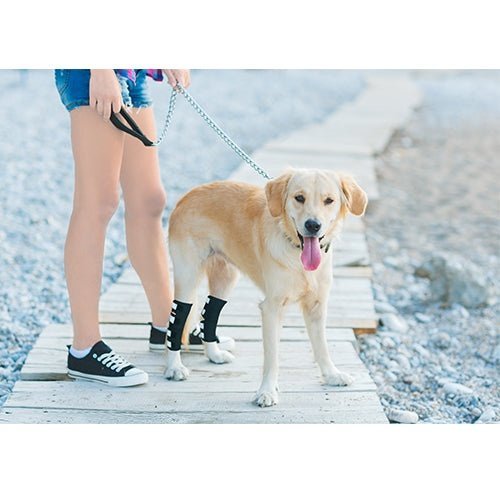 Person in shorts with a dog on a leash, wearing black leg braces, on a wooden path by the beach.
