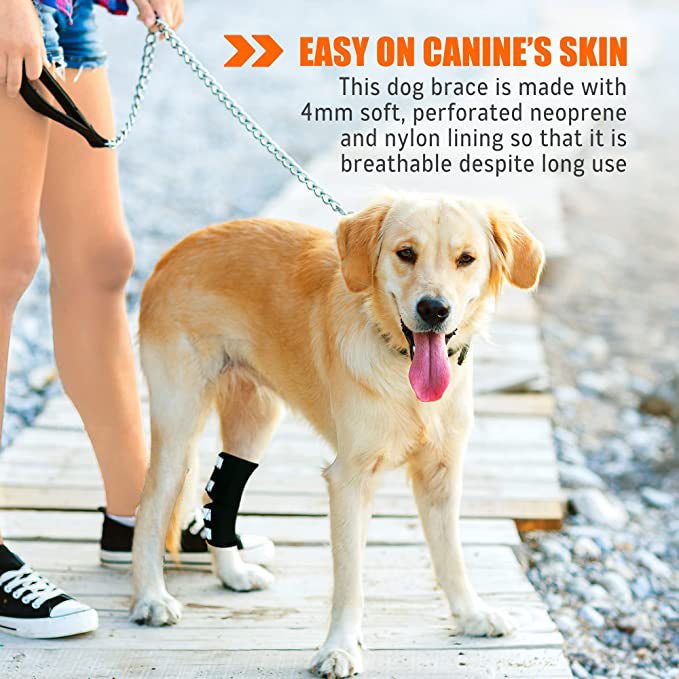 Golden retriever with black leg brace on wooden path, tongue out; person in shorts and sneakers.