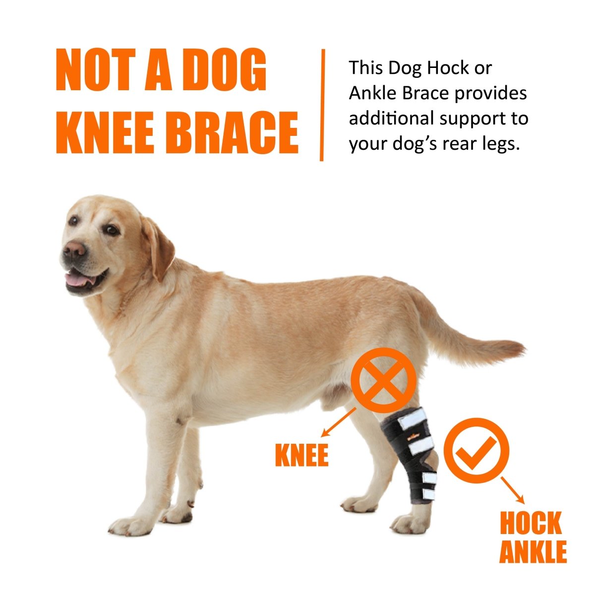 Yellow dog with black brace on rear leg. Text highlights hock ankle support, not knee brace.