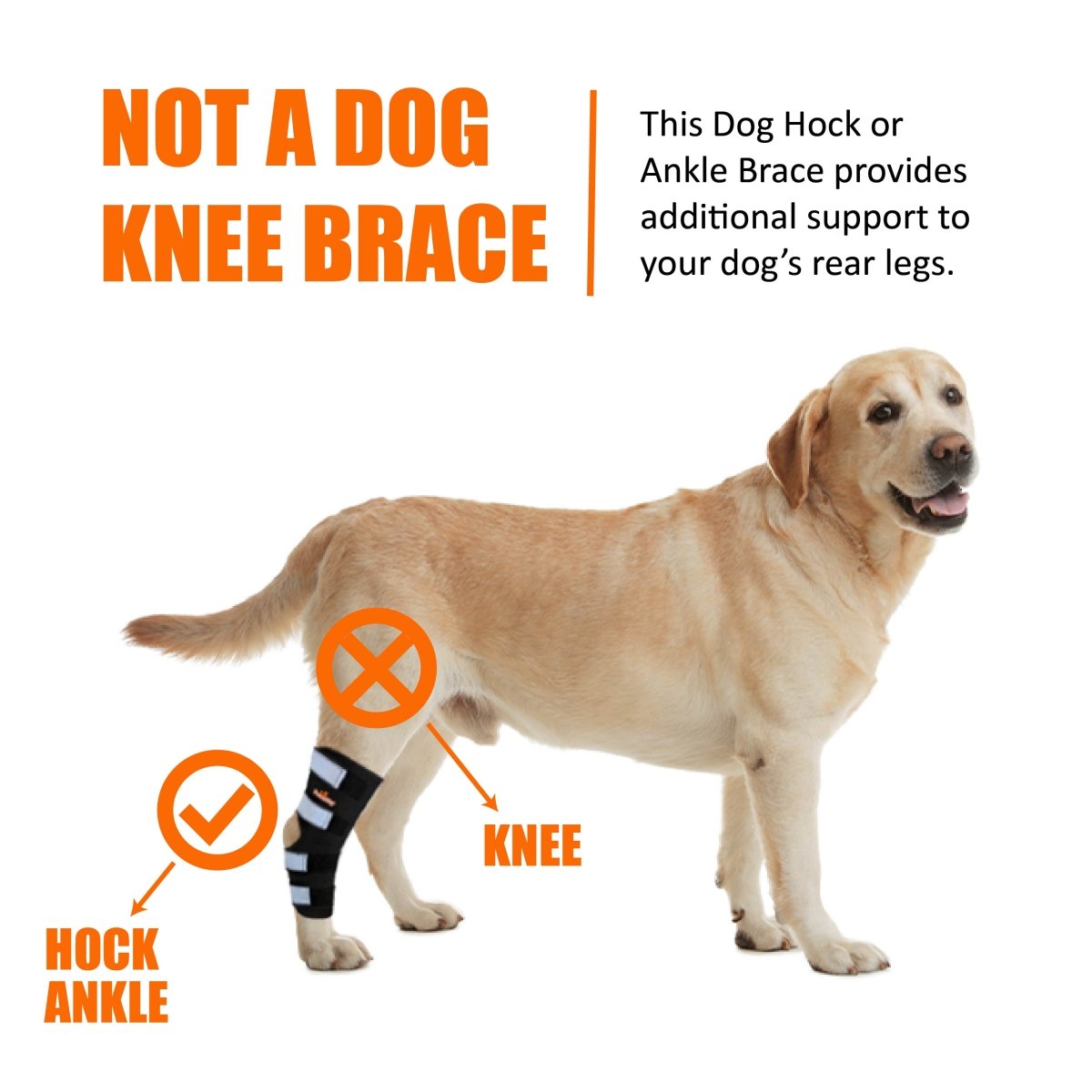 Golden retriever with a black hock brace on rear leg, text highlights "Not a Dog Knee Brace."