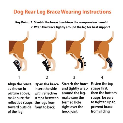 Illustration of a dog showing four steps to apply a black rear leg brace with reflective straps.