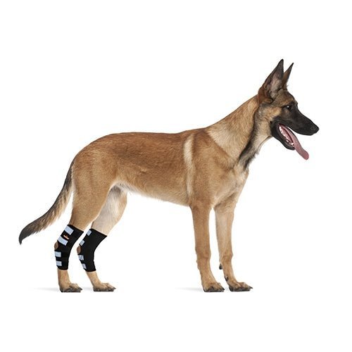 Brown dog wearing black leg braces with blue and white stripes, standing on a white background.