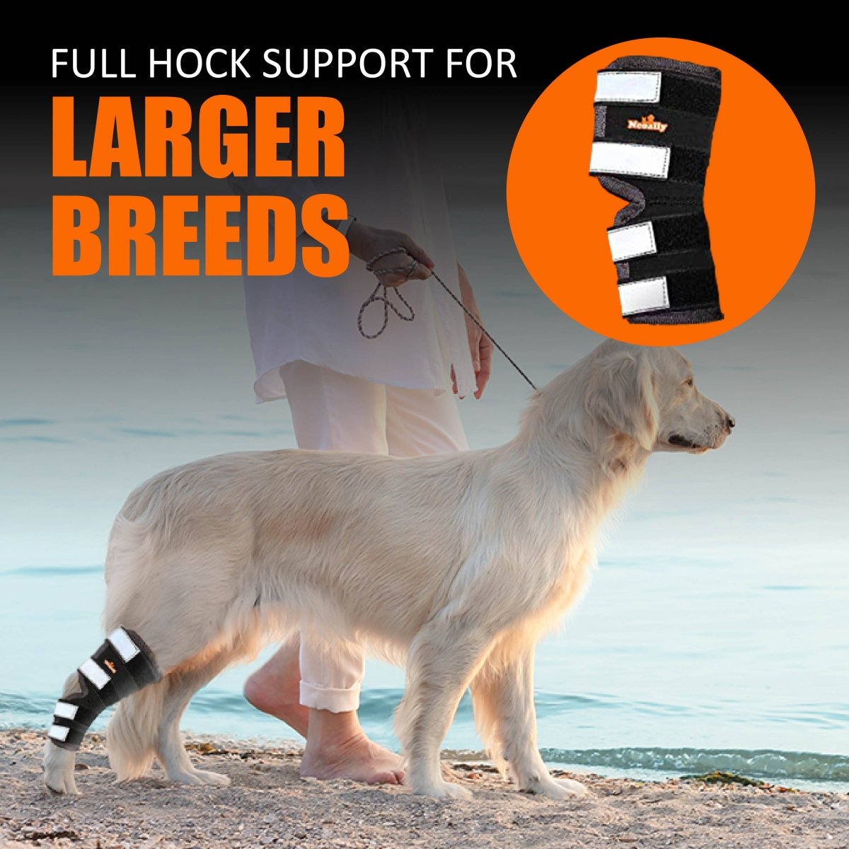 Golden retriever on beach with black hock brace; text reads "Full Hock Support for Larger Breeds."