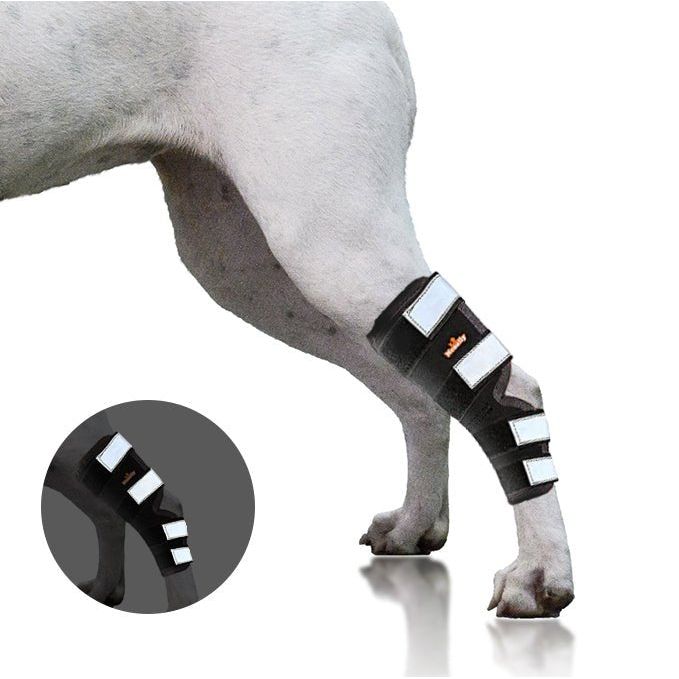 Dog leg with a black brace featuring white straps and orange logo, shown in close-up and full view.