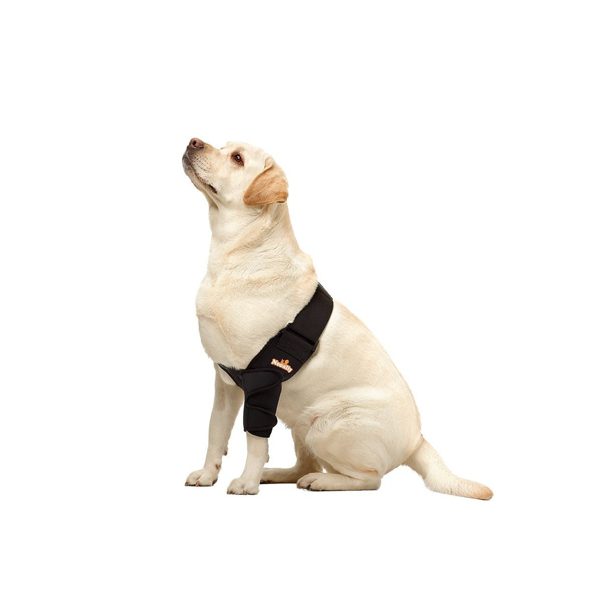 Yellow Labrador wearing a black harness, sitting and looking upward on a white background.