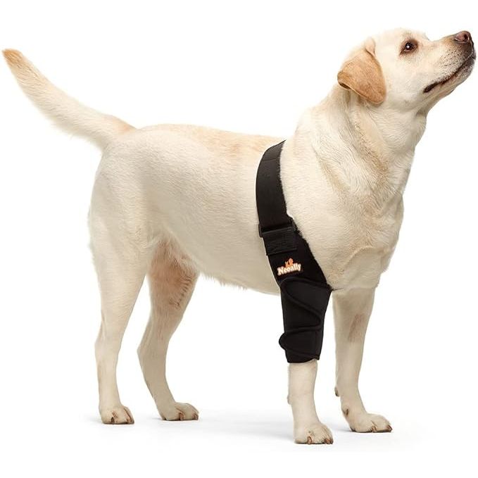 Yellow Labrador wearing a black leg brace, standing and looking upwards against a white background.