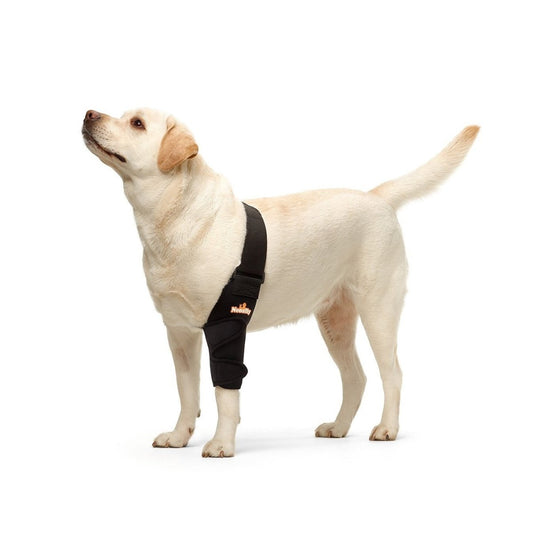 Yellow Labrador wearing a black leg brace, standing on a white background.