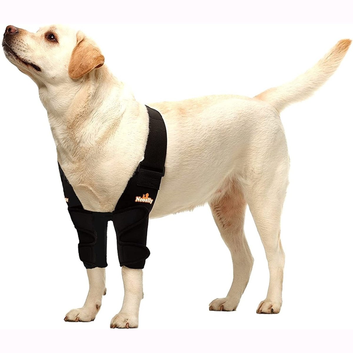 Yellow Labrador wearing a black harness with orange logo, standing and looking upward.