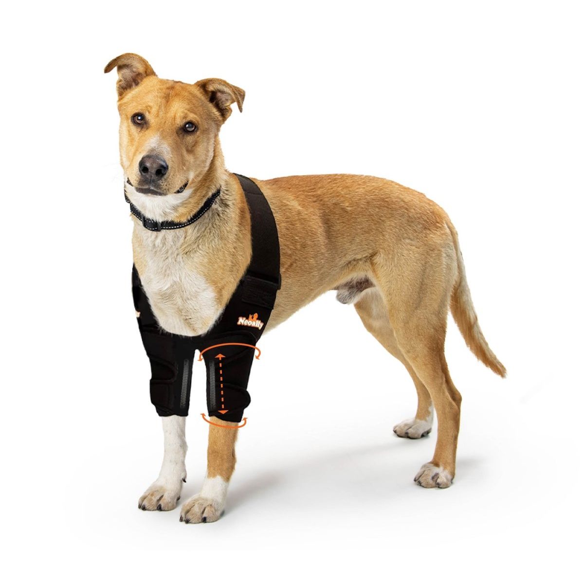 Brown dog wearing a black harness and leg brace, standing on a white background.