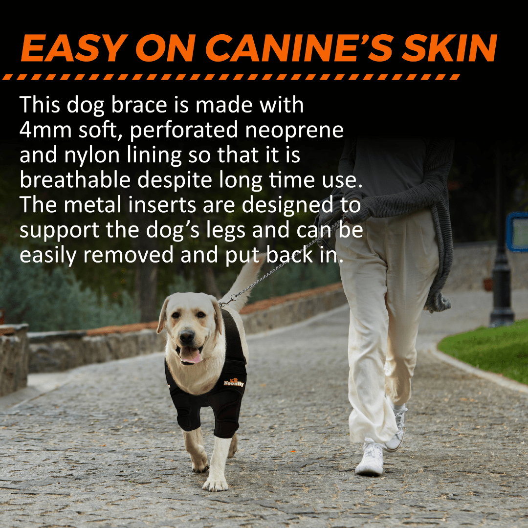 Dog in a black brace walking on a cobblestone path with a person in white pants.
